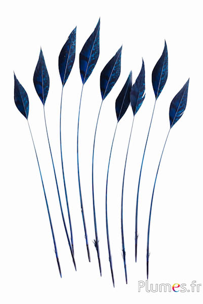 Fagiano di Colchide freccia - 20-30 cm - blu notte